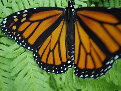 Siân
2011-02-24&nbsp;19.46.54;&nbsp;Metadata time: '2011 Feb 24 19:46'
Original size:&nbsp;3,072 x 2,304; 2,922 kB
Filename: 2011-02-24 19.46.54 P2240010 Siân.jpeg