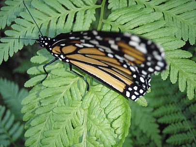 Siân
2011-02-24&nbsp;19.48.07;&nbsp;Metadata time: '2011 Feb 24 19:48'
Original size:&nbsp;3,072 x 2,304; 2,980 kB
Filename: 2011-02-24 19.48.07 P2240011 Siân.jpeg