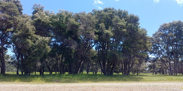 Kanuka
Photographer;&nbsp;Simon
2020-11-29&nbsp;13.50.03;&nbsp;Metadata time: '2020 Nov 29 13:50'
Original size:&nbsp;4,160 x 2,080; 4,622 kB
Filename: 2020-11-29 13.50.03_HDR LG6 Simon - Kanuka.jpeg