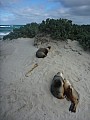 2014-07-10 11.42.30 P1000733 Simon - Sea Lions resting up.jpeg: 3000x4000, 4780k (2014 Aug 09 16:40)