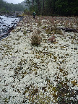 Lichen in the Waiheke River
Photographer;&nbsp;Philip
2013-04-24&nbsp;09.53.58;&nbsp;Metadata time: '2013 Apr 24 09:53'
Original size:&nbsp;3,240 x 4,320; 4,888 kB
Filename: 2013-04-24 09.53.58 P1020106 Philip - Lichen in the Waiheke River.jpeg