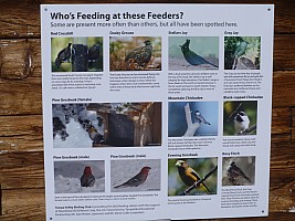 Steamboat Birds
Photographer;&nbsp;Jim
2014-01-26&nbsp;11.55.41;&nbsp;Metadata time: '2014 Jan 26 11:55'
Original size:&nbsp;4,320 x 3,240; 4,699 kB
Filename: 2014-01-26 11.55.41 P1000482 Jim - Steamboat Birds.jpeg