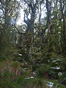 2015-05-30 10.36.46 P1010931 Simon - Raingauge Spur track_adj.jpeg: 3000x4000, 6886k (2015 Jun 14 17:07)