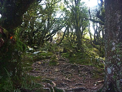 2015-05-30 10.43.09 P1010932 Simon - Raingauge Spur bushline_adj.jpeg: 4000x3000, 6515k (2015 Jun 14 17:08)