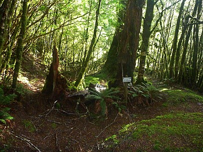 2015-05-31 10.15.39 P1010948 Simon - Spooners Hut site_adj.jpeg: 4000x3000, 6803k (2015 Jun 14 17:10)