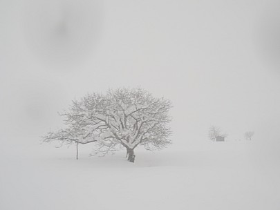 2017-01-15 14 Jigokudani 13.33.27 IMG_8587 Anne view from bus, tree.jpeg: 4608x3456, 3449k (2017 Jan 26 18:35)