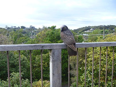 Kaka on balcony
Photographer;&nbsp;Jim
2019-11-15&nbsp;09.35.36;&nbsp;Metadata time: '2019 Nov 15 09:35'
Original size:&nbsp;4,320 x 3,240; 4,838 kB
Filename: 2019-11-15 09.35.36 P1000783 Jim - Kaka on balcony.jpeg