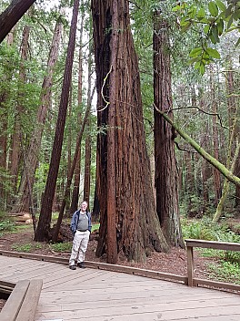 Simon in Muir Woods
Photographer;&nbsp;Jim
2020-02-29&nbsp;15.35.00;&nbsp;Metadata time: '2020 Feb 29 15:35'
Original size:&nbsp;3,024 x 4,032; 5,290 kB
Filename: 2020-02-29 15.35.00 GS8 Jim - Simon in Muir Woods.jpeg