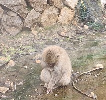 Prince Hotel East Wing to Hotel Alpenburg; visit to the Jigokudani Snow Monkeys
Snow Monkey near Jigokudani Funsen Fountain
Photographer;&nbsp;Adrian
2024-03-06&nbsp;12.31.05;&nbsp;Metadata time: '2024 Mar 06 12:31'
Original size:&nbsp;6,928 x 6,528; 5,984 kB;&nbsp;cr
Filename: 2024-03-06 12.31.05 S20+ Adrian - Snow Monkey near Jigokudani Funsen Fountain_cr.jpg